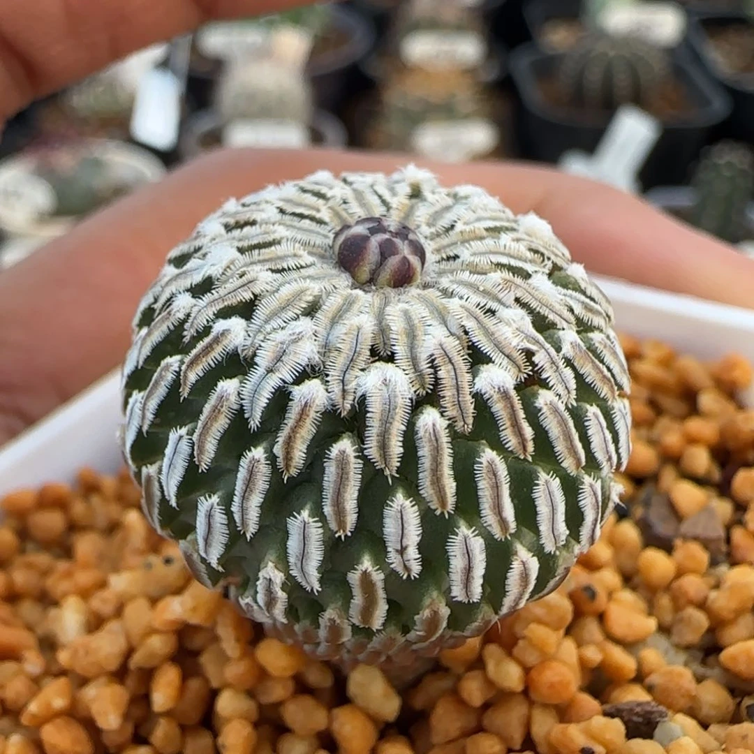 156实生精巧殿。多肉2.4厘米