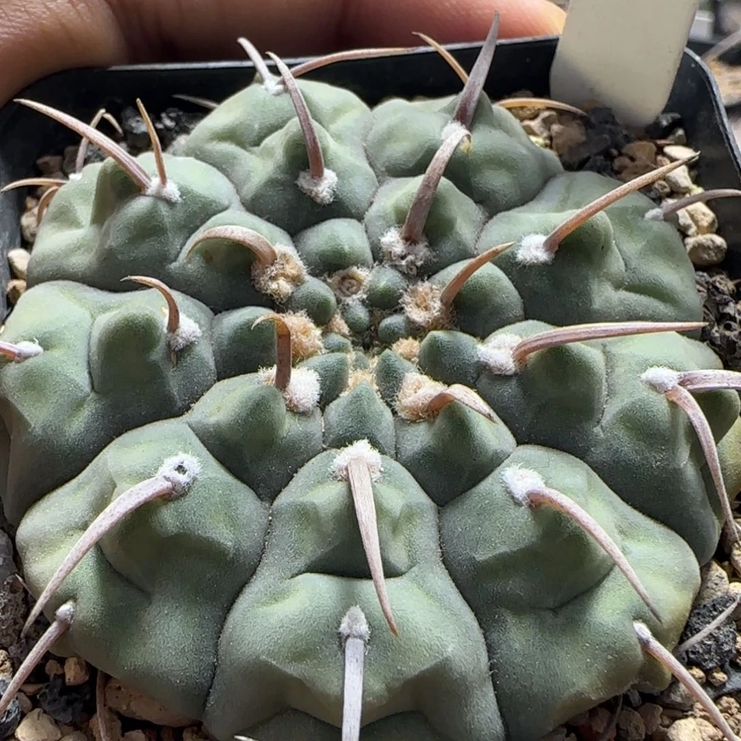 342实生一本刺。多肉