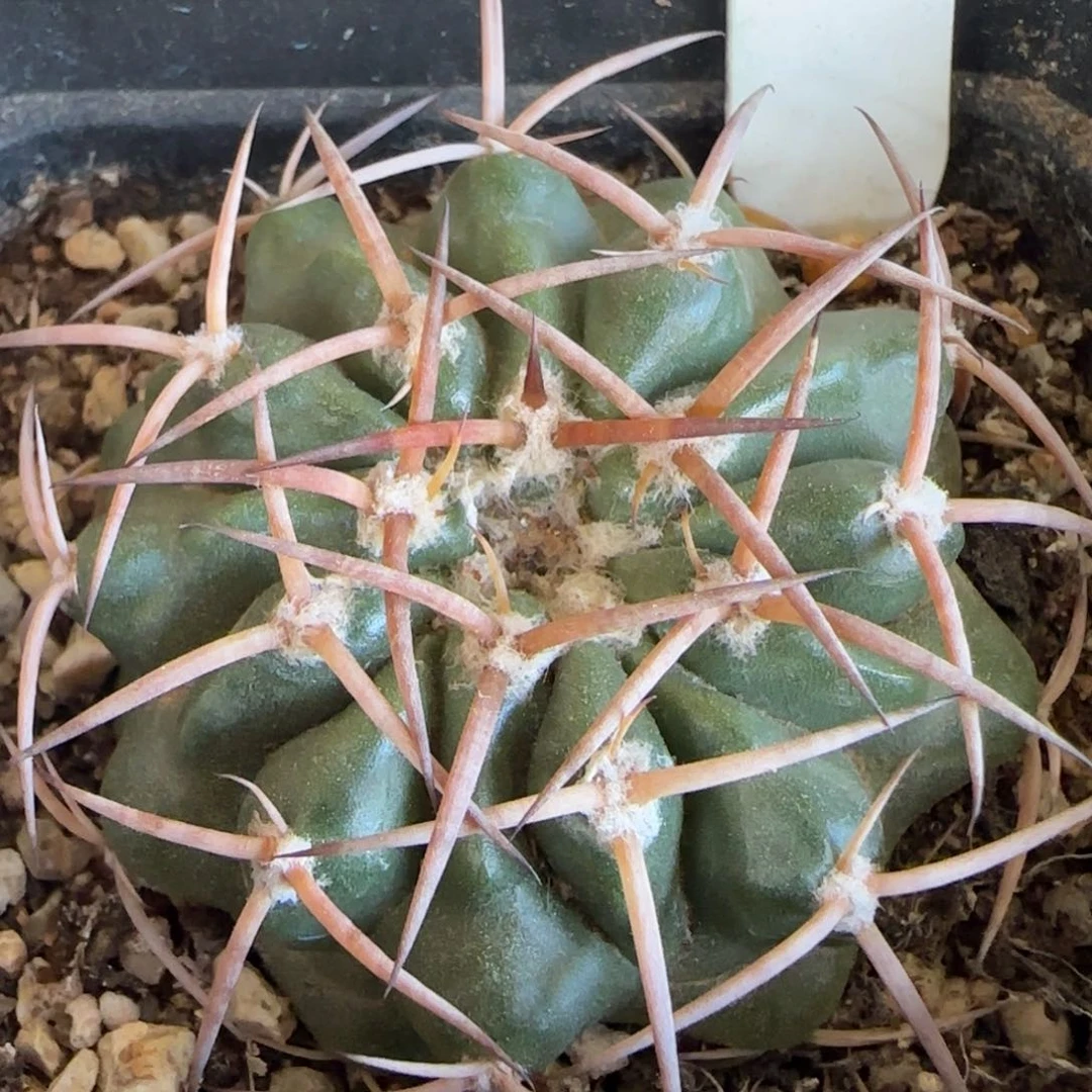 390实生圆盘玉。多肉