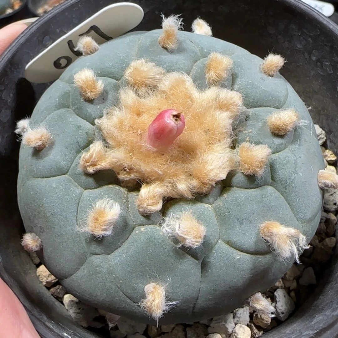 67实生大尤草球7厘米