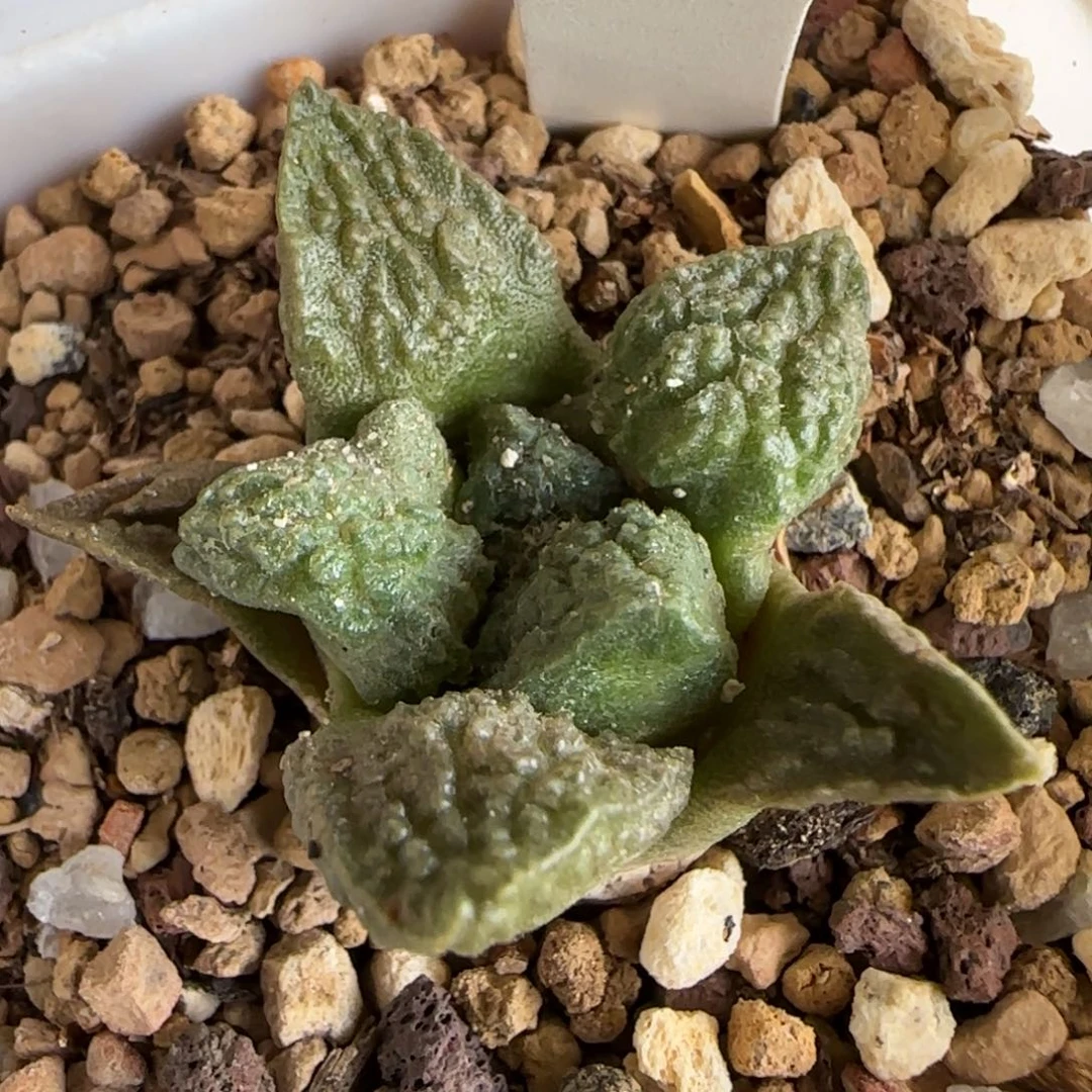 A-080实生输入龟甲牡丹。多肉