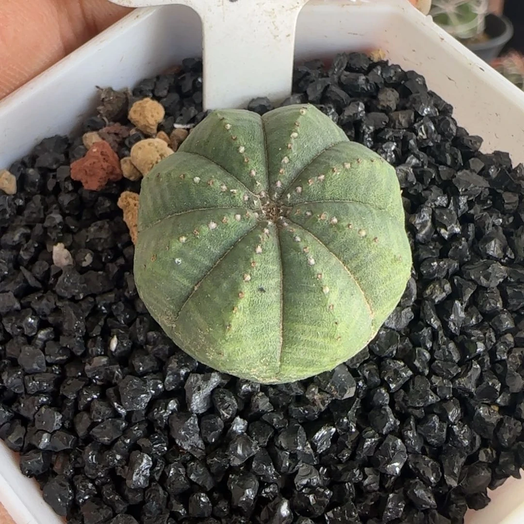 342实生布纹球。多肉