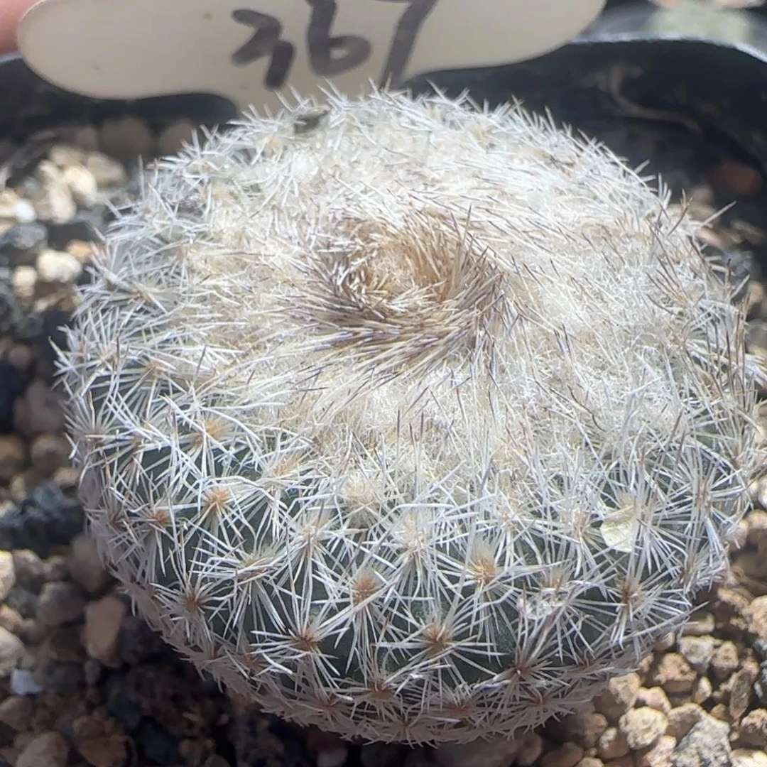 367实生天世界。多肉