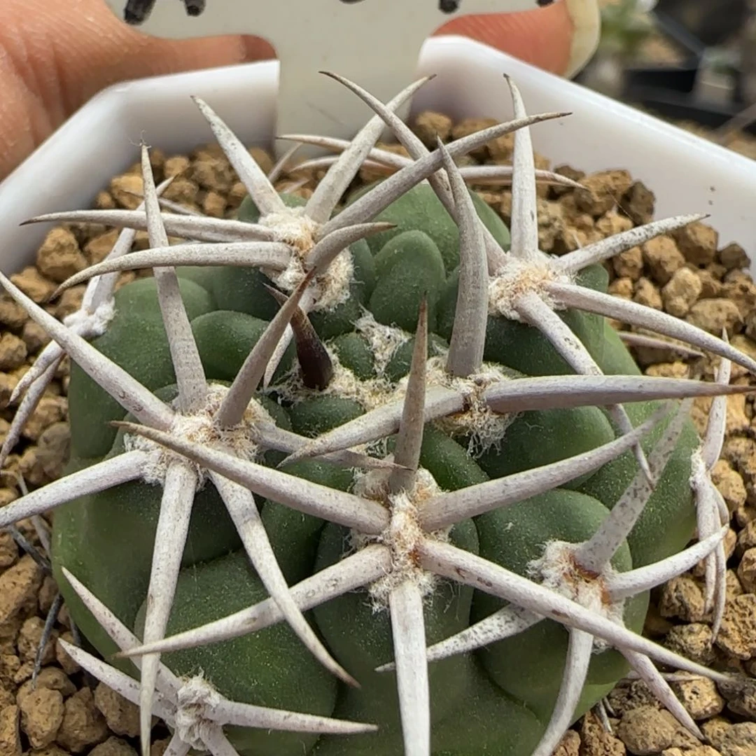 A-049实生五十领碧岩玉。多肉