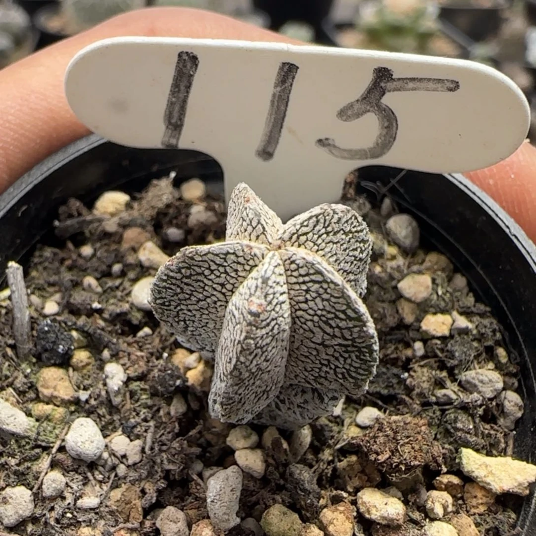 115实生五角ｖ字恩冢。多肉