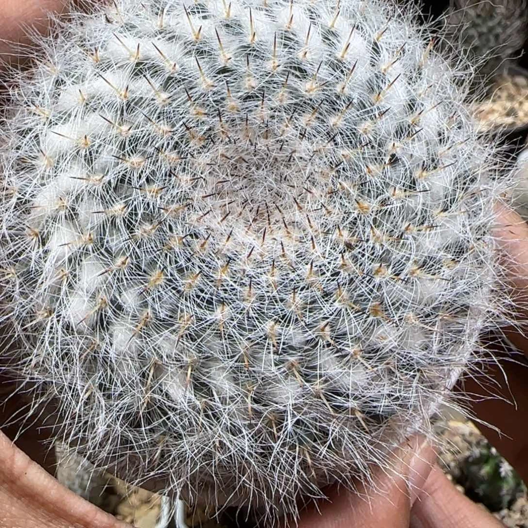 666实生恋山岩。多肉