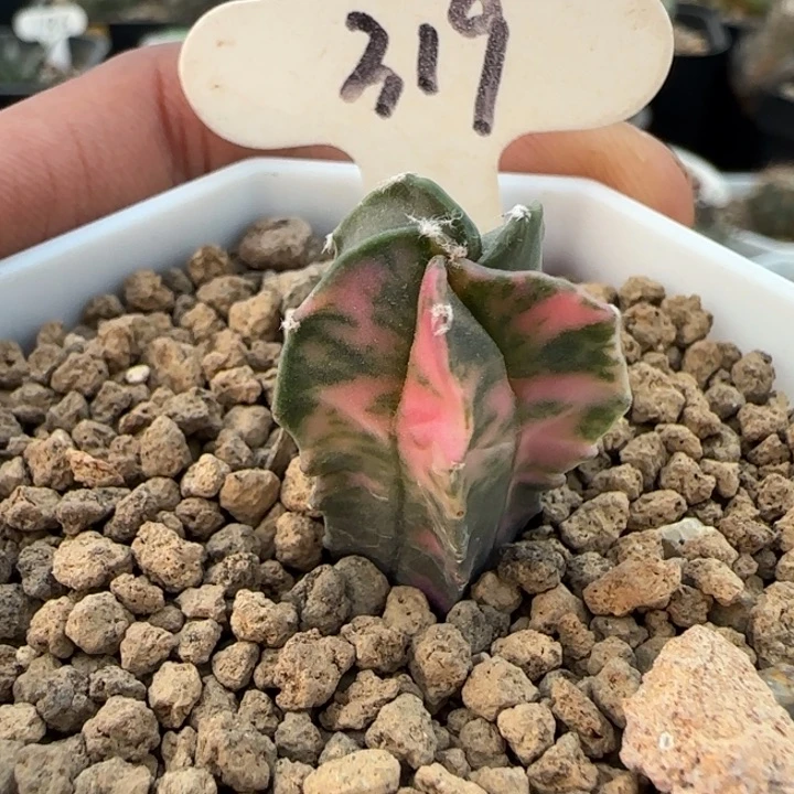 319实生鸾凤玉锦。多肉