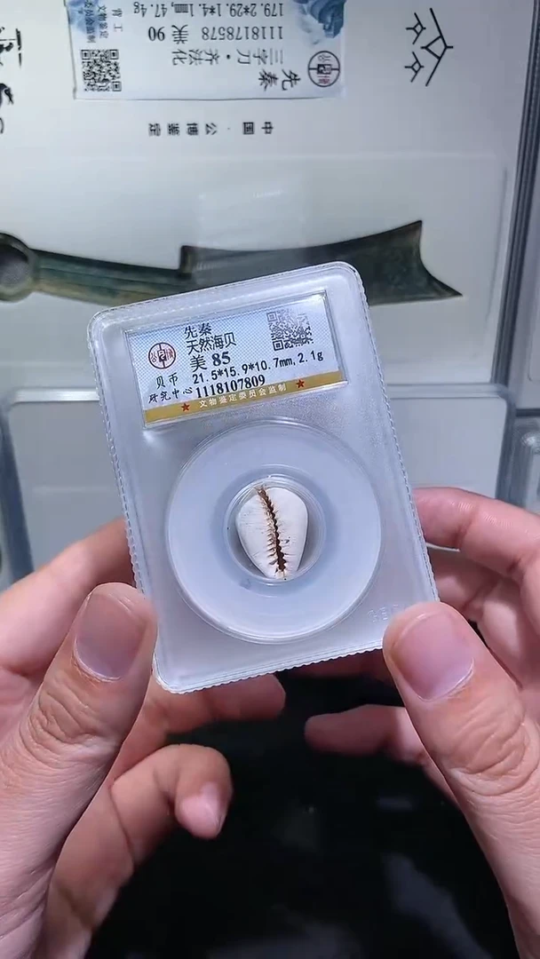 【闪购商品】铜历代 天然贝一枚