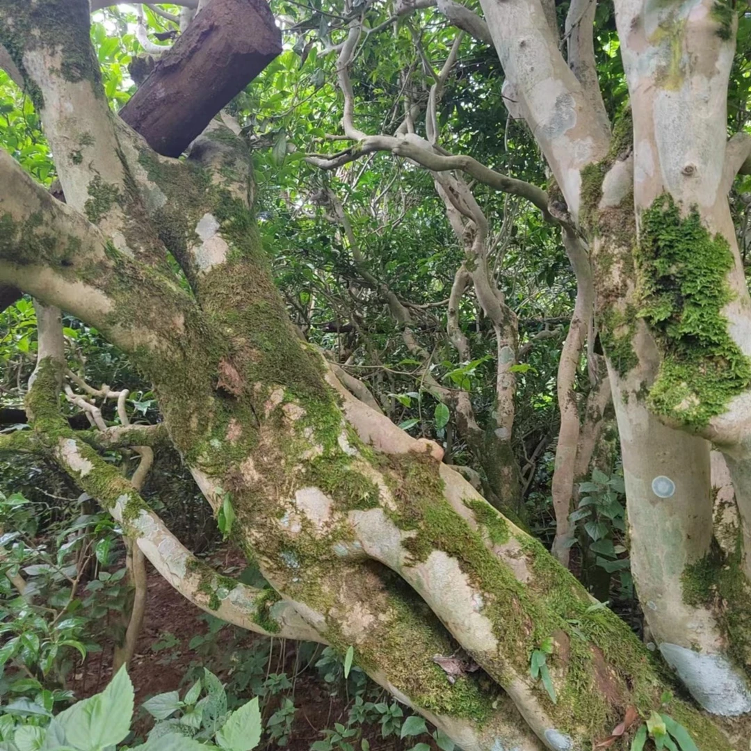 野猪沟 未开发的保护林区古树 独特山野韵 9.9分高货资深玩家品鉴