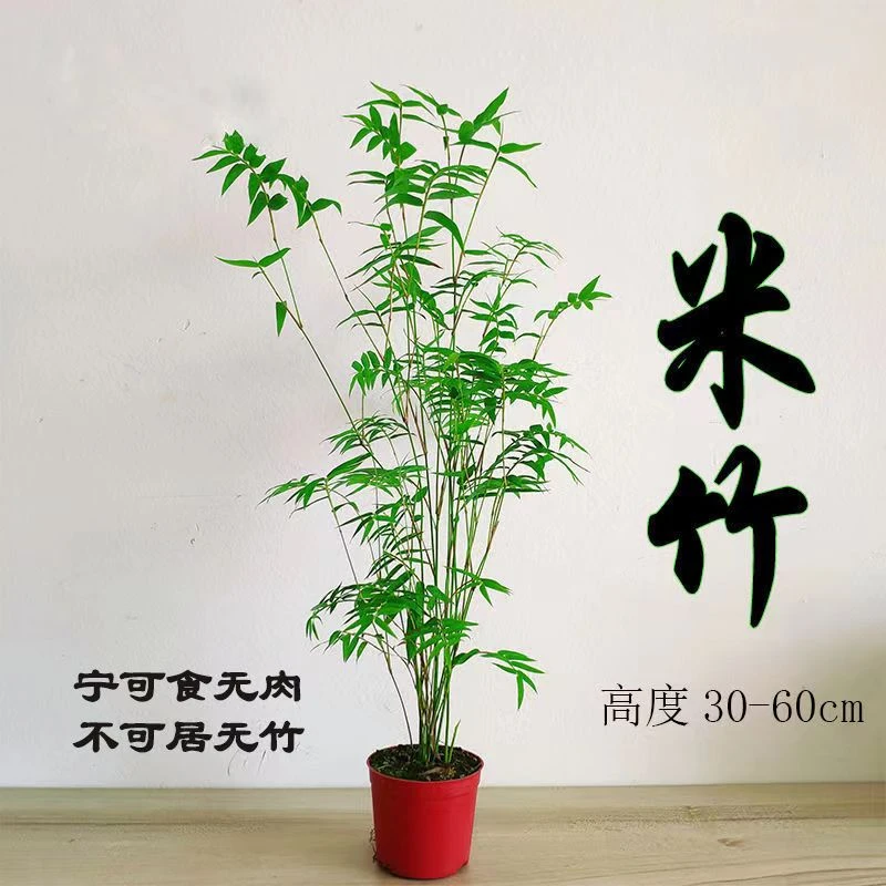 白天盆栽室内外自家种植竹观音竹凤尾竹直发小米