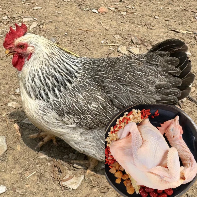 2只稻花母鸡 山林散养 黑白花母 肉质鲜美生鲜鸡 顺丰包邮