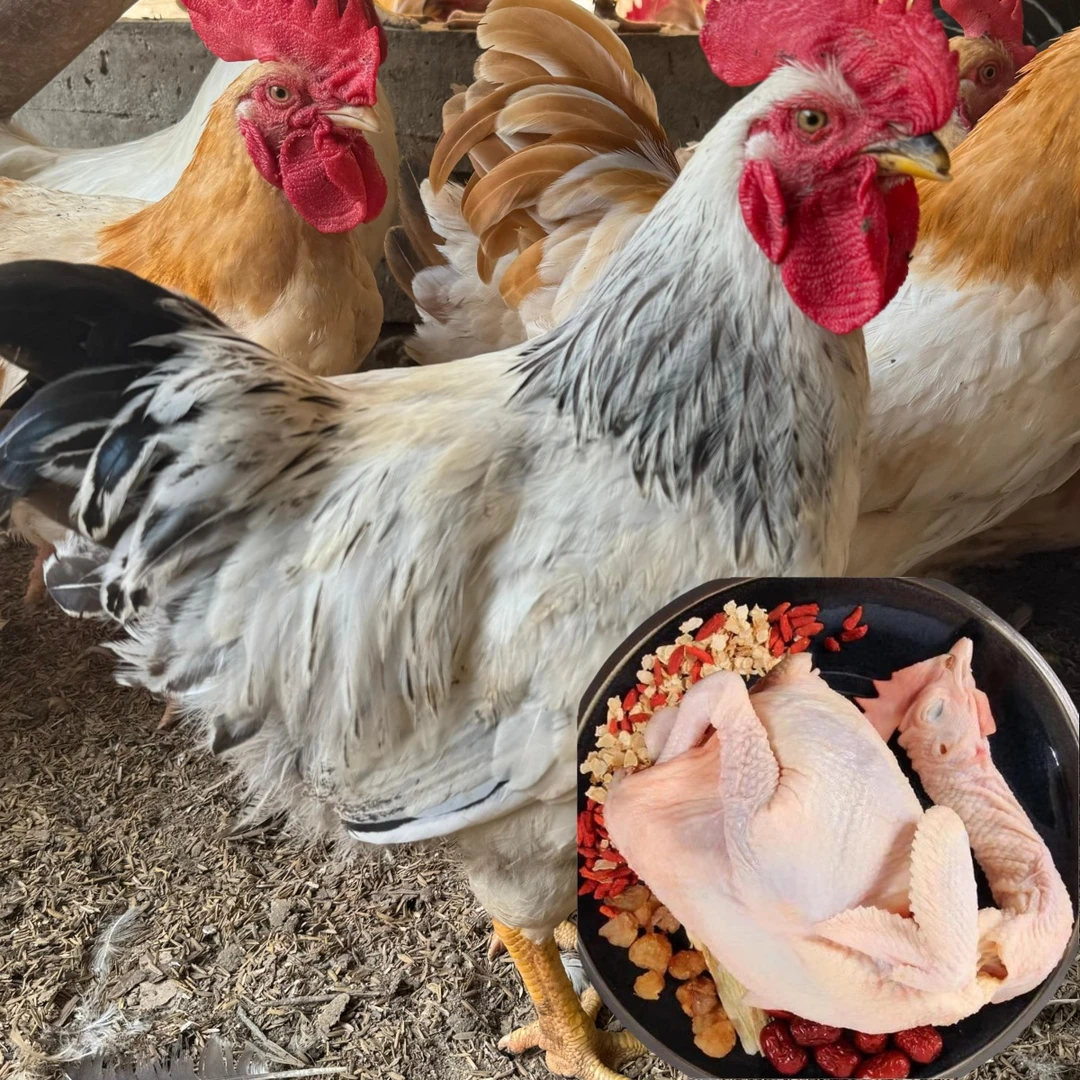 2只稻花公鸡 山林散养 肉质鲜美生鲜鸡 顺丰包邮