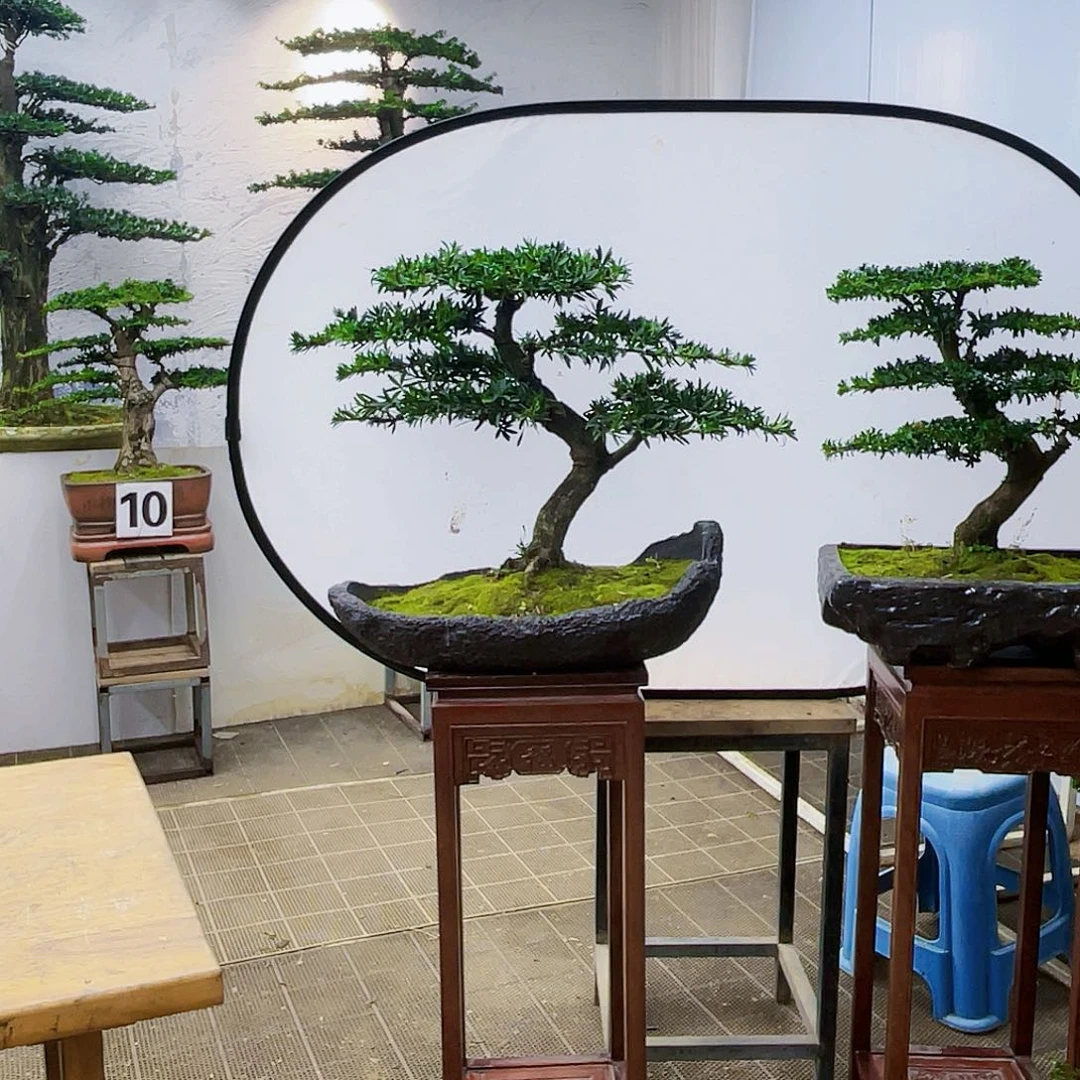 盆景盆景罗汉松盆景