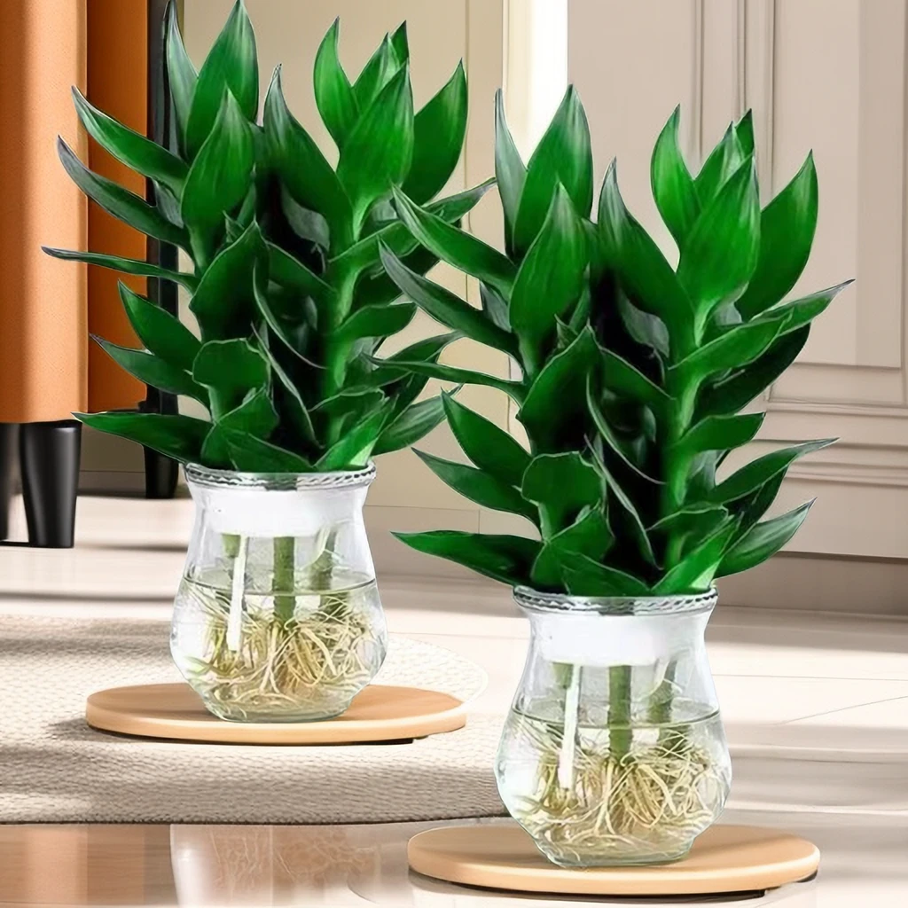【新人专属】观音竹水培植物办公室富贵竹客厅盆栽绿植水养自然新鲜