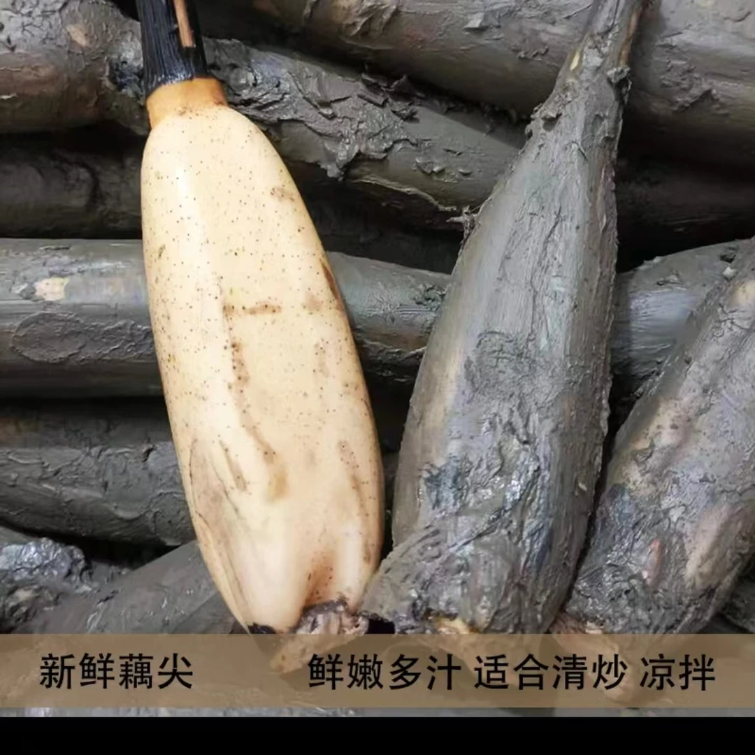 嫩藕 藕头适合清炒凉拌