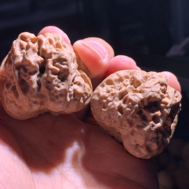 延庆一代山地果蛤蟆头全品文玩核桃(新）高端精品