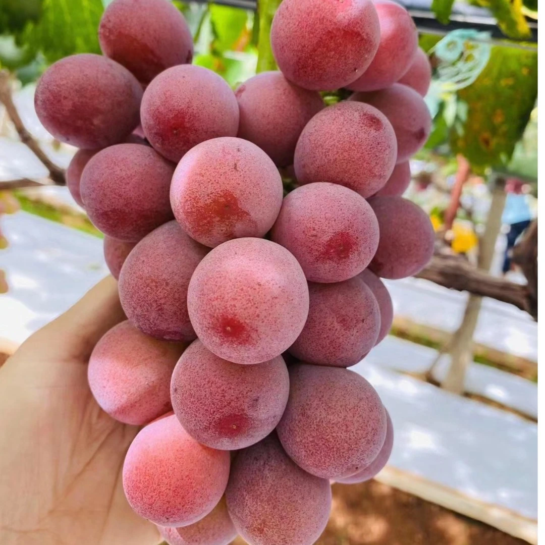 妮娜皇后葡萄红提 红酒味葡萄2斤【1公斤】装昆明同城顺丰包邮到家