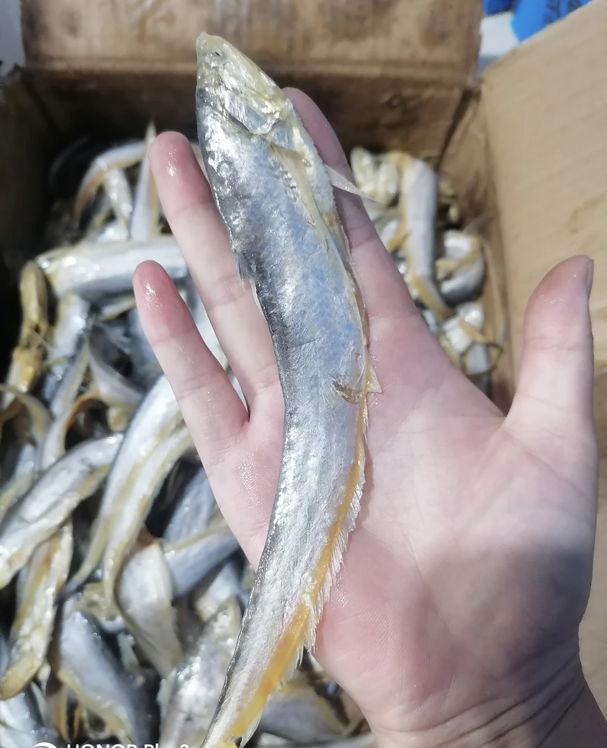 黄河刀鱼油性大（山东名鱼）