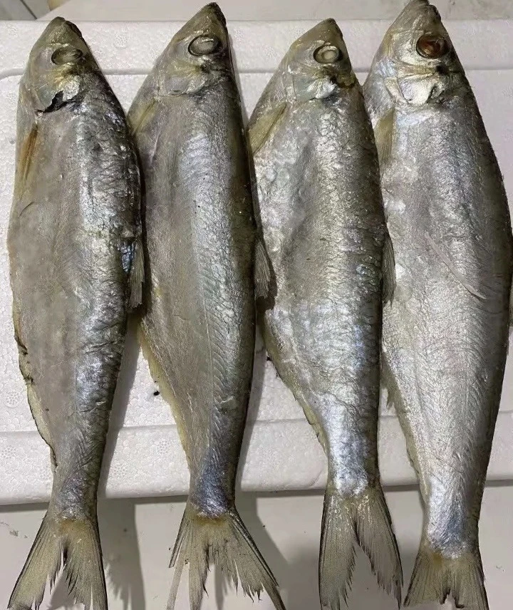渤海湾咸白磷鱼5斤