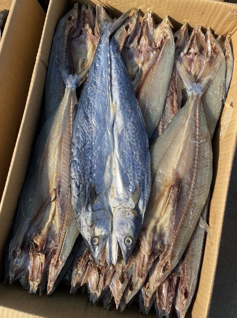 燕尾鲅鱼（马鲛鱼）