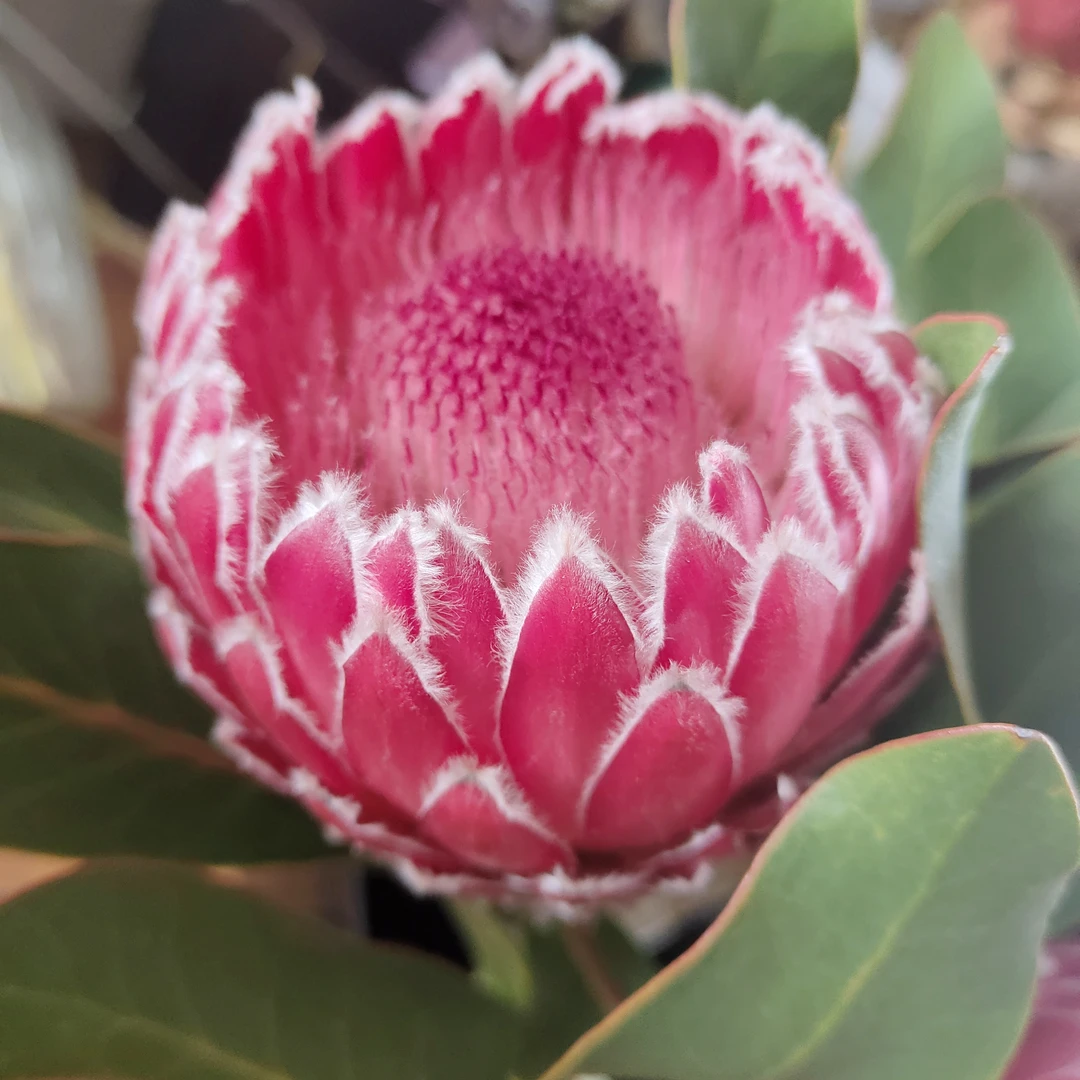 皇后花 云南昆明发货