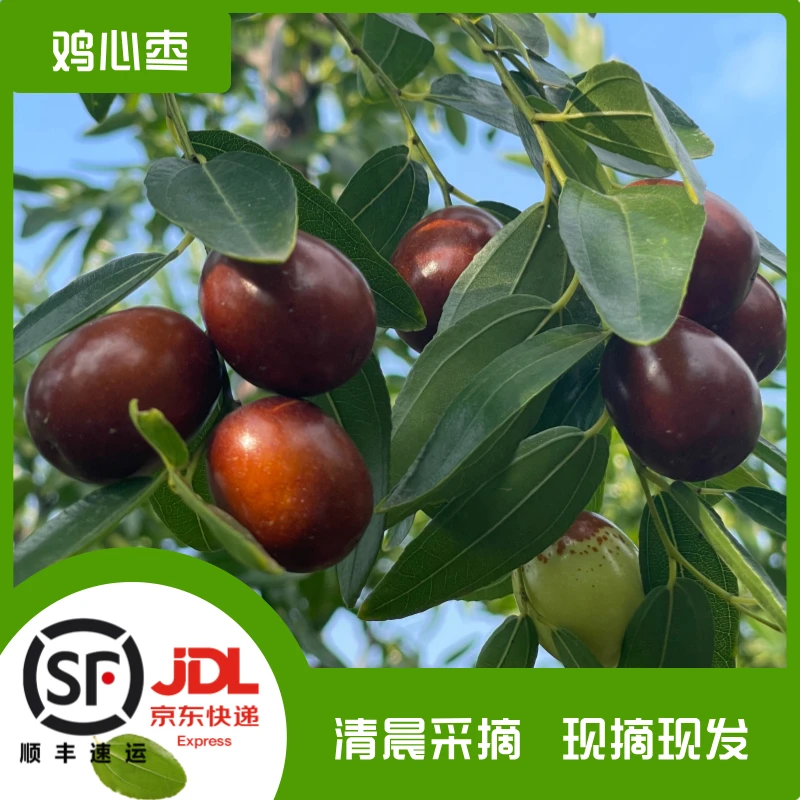 【鸡心枣】蒸吃如蜜 自然熟红 现摘现发 当季鲜枣 爽口甜脆果园成熟