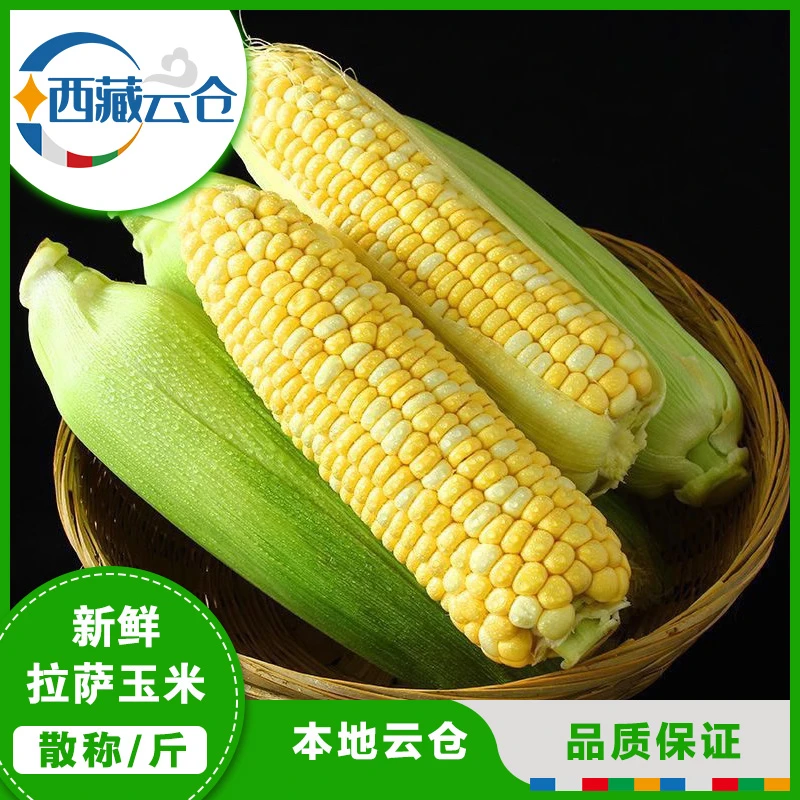 【新鲜水果玉米5斤】新鲜现摘生的当季现摘苞谷代餐玉米棒子