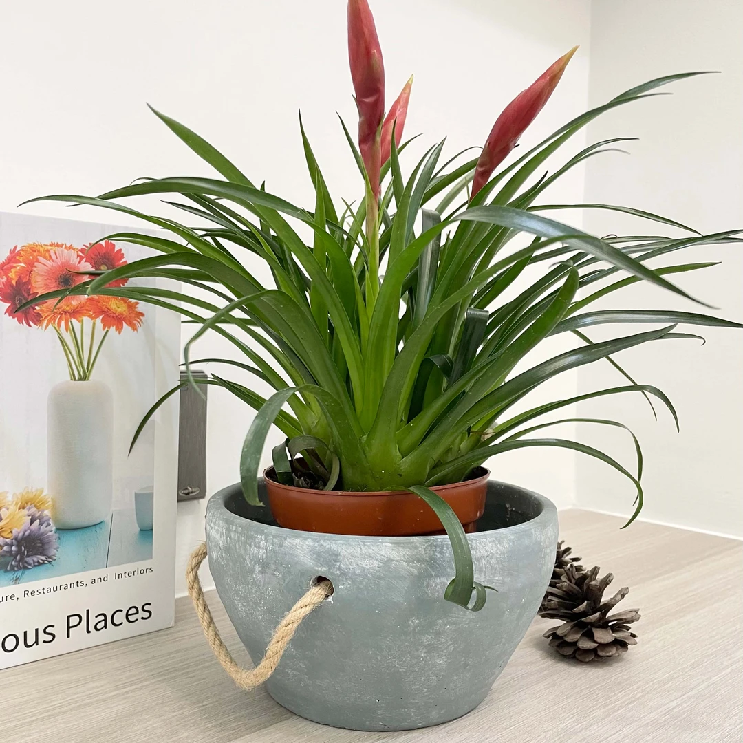 北欧简约创意麻绳透气多肉绿萝蝴蝶兰君子兰大口径新陶瓷水泥花盆