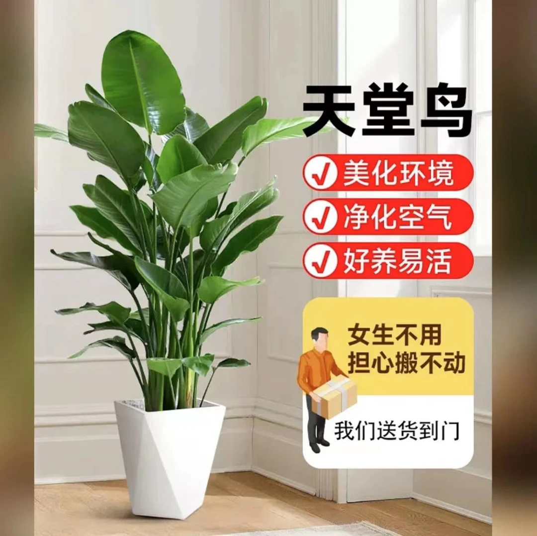 【一物一拍】1.6-1.7米天堂鸟室内绿植盆栽客厅办公室好养滑轮盆