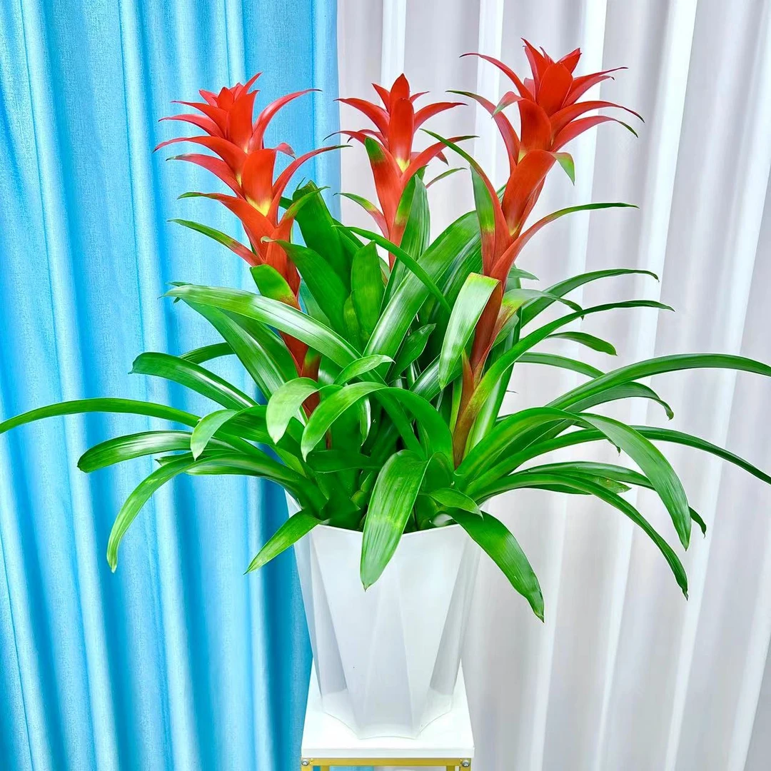 【沐暖】鸿运当头三颗苗客厅懒人绿植菱形花盆四季植物好养易活美化