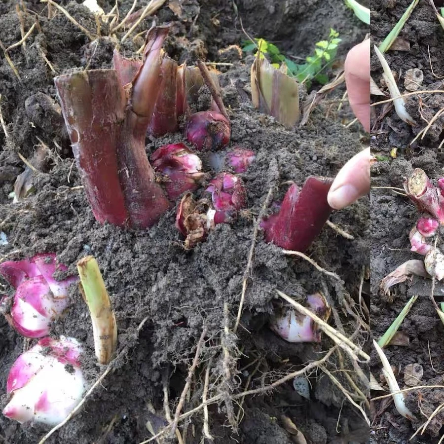 正品大花美人蕉种球种根庭院室内花卉美人蕉根块带芽好养四季种植