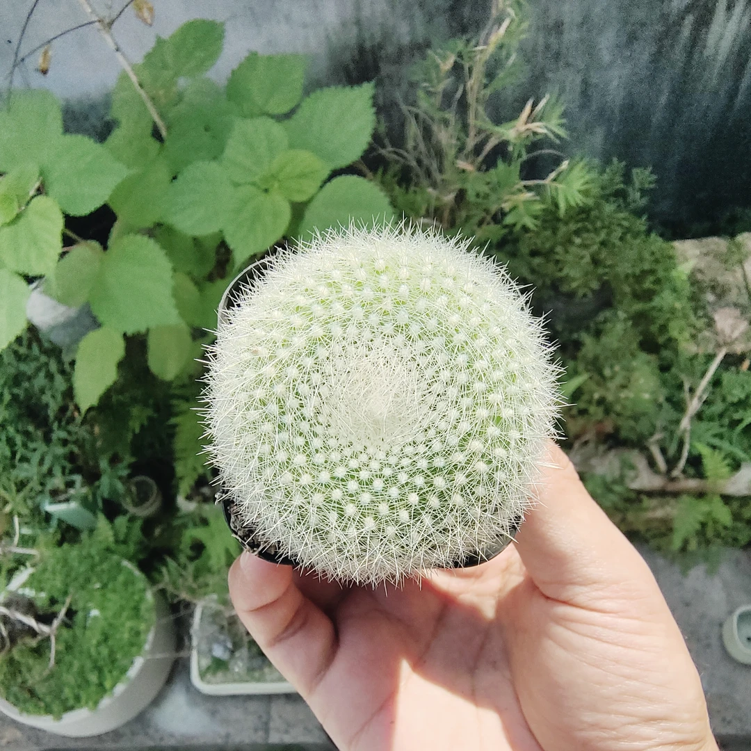 实生白雪光仙人球室内实外都好养球体美观夏天冬天也好养