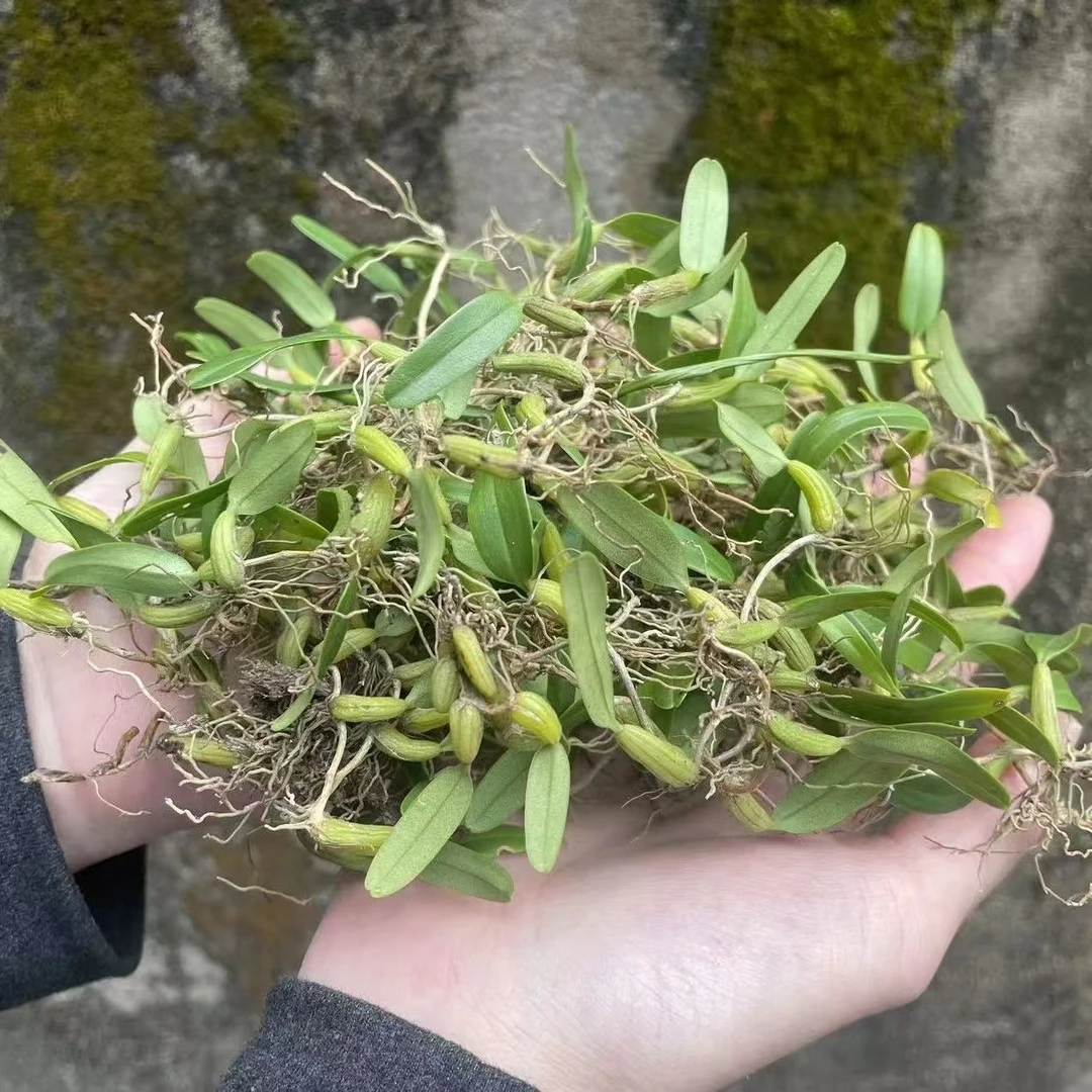 【啊啦优选】单叶小果石橄榄