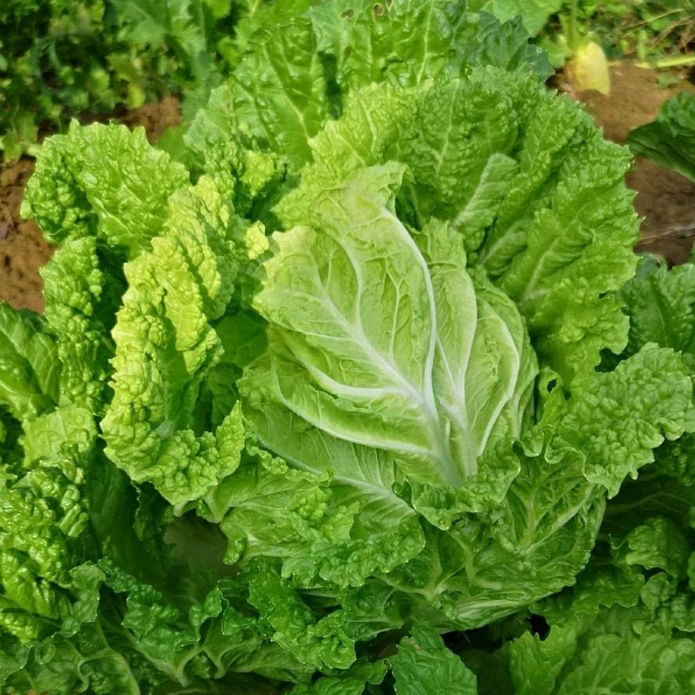 （白菜）湘西本地白菜