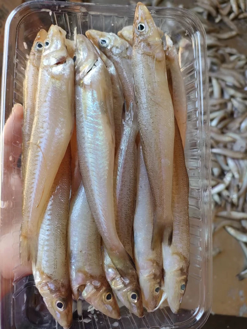 本港野生沙尖鱼沙丁鱼沙梭沙钻梭子鱼船丁鱼去肚去腮鲜冻真空