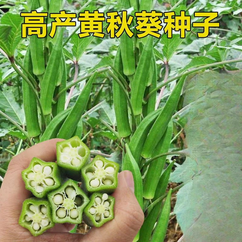 黄秋葵种子一年四季绿秋葵种籽南北方冻阳台盆栽蔬菜种子