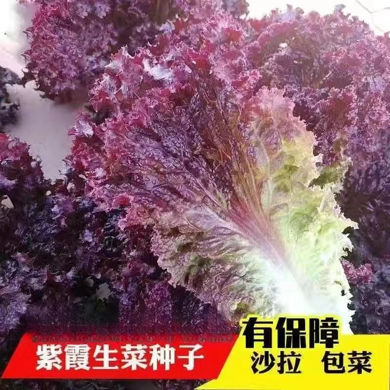紫叶生菜种子沙拉菜种子四季种植耐寒热庭院大田蔬菜种子菜籽