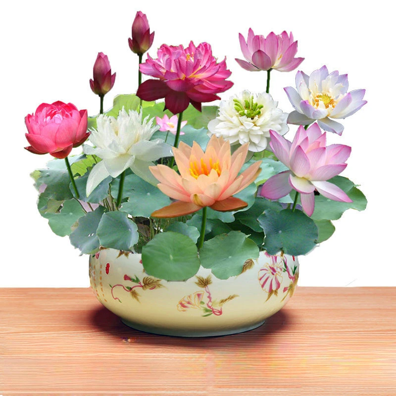 四季播种碗莲种子已开口水培植物睡莲荷花种子室内盆栽绿植花卉