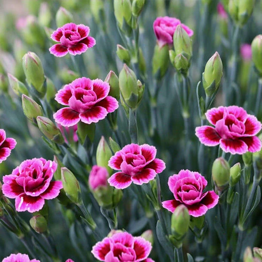 康乃馨种子四季种开花植物盆栽种仔多年生室内阳台观赏花种子