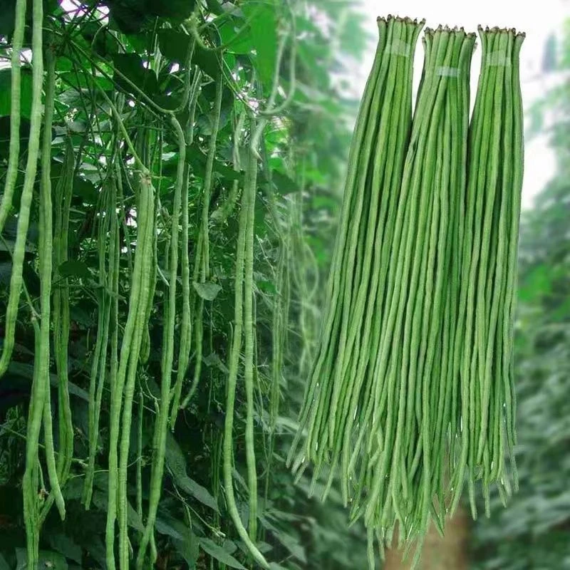 三尺长豆角种子无筋豇豆四季早熟蔬菜抗虫豇豆种子大庭院