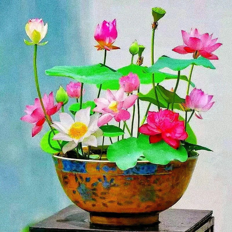 四季碗莲水培植物荷花盆栽花卉观花观叶植物花种四季水生睡莲花籽