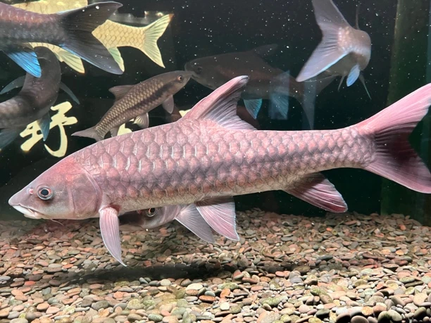 红吉罗观赏鱼3-6厘米4条