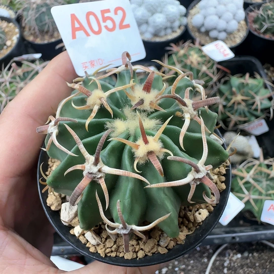 武藏凌波 实生仙人球052