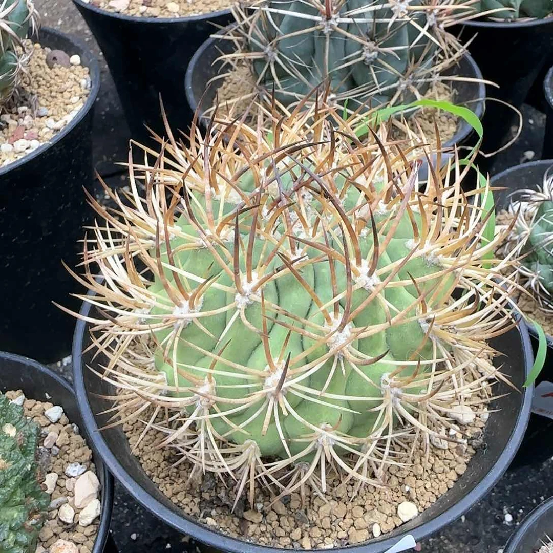 伍佰津玉 自根仙人球144