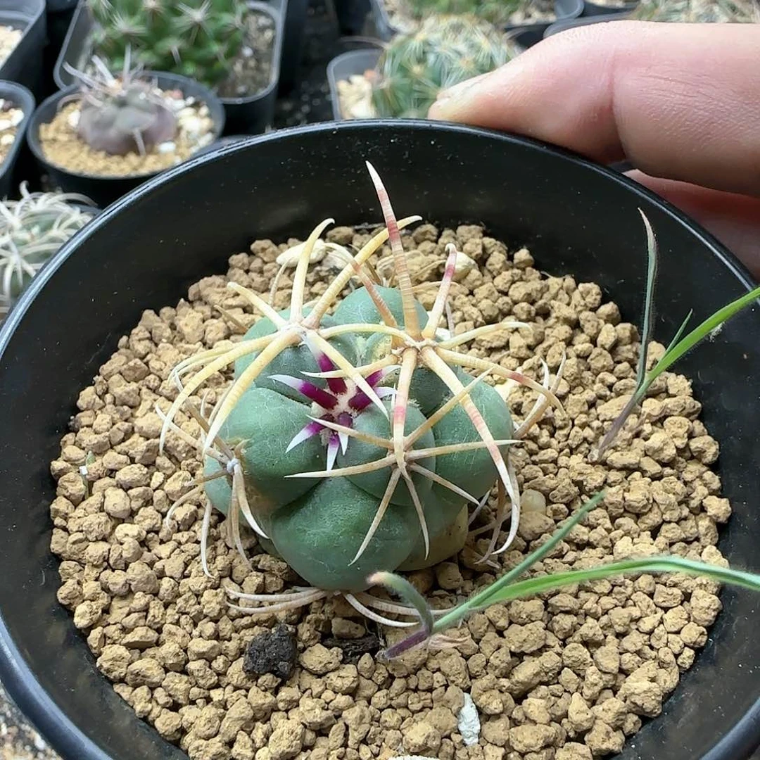 高木菲冠龙 实生仙人球331