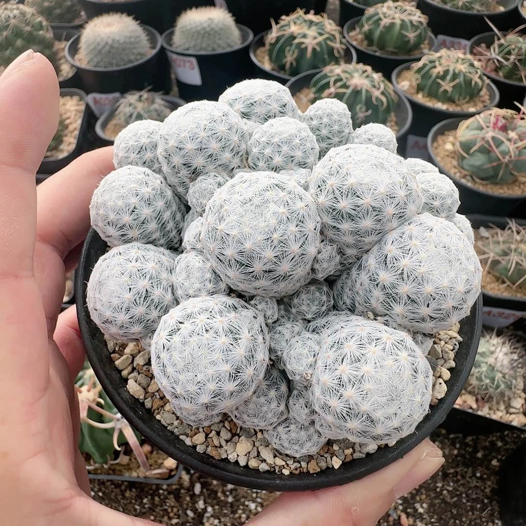 姬春心 侧芽自根仙人球067