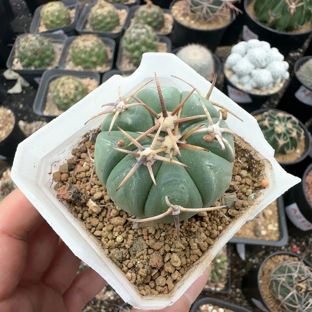 平丸 实生仙人球438