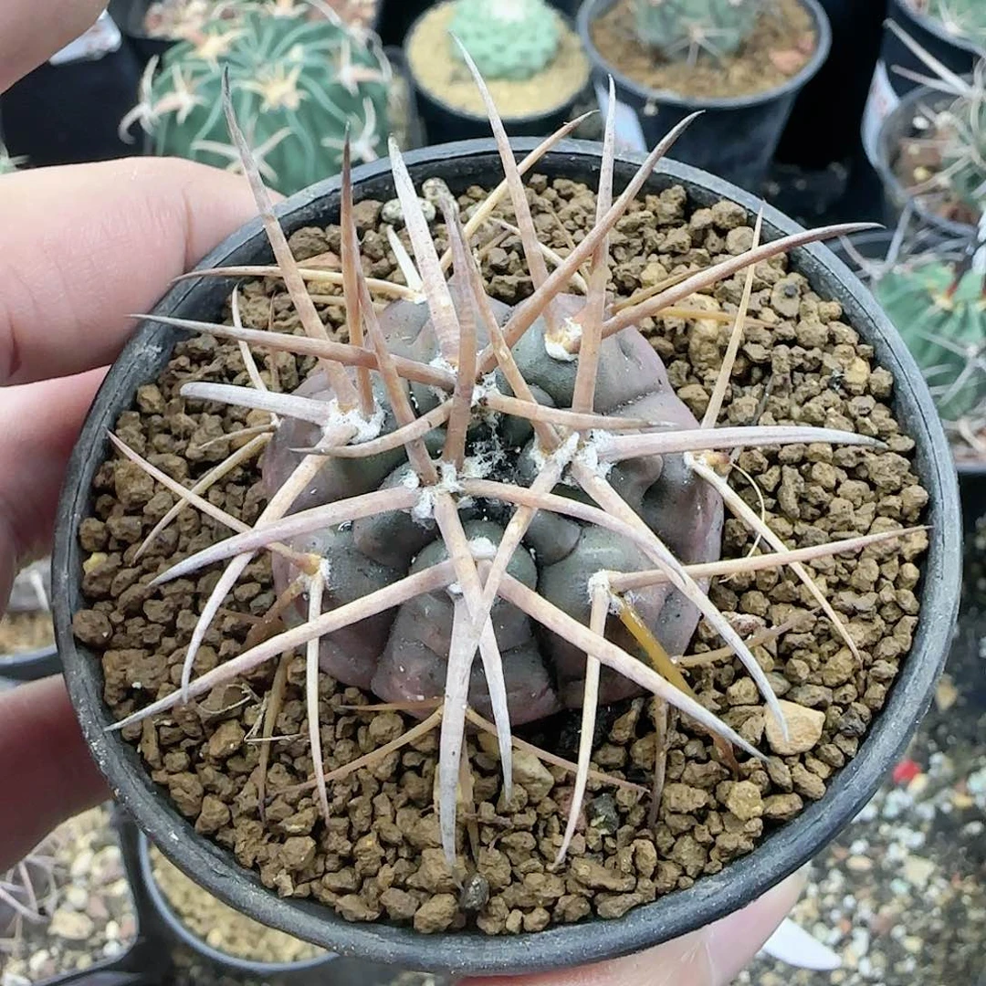 天平 实生仙人球659