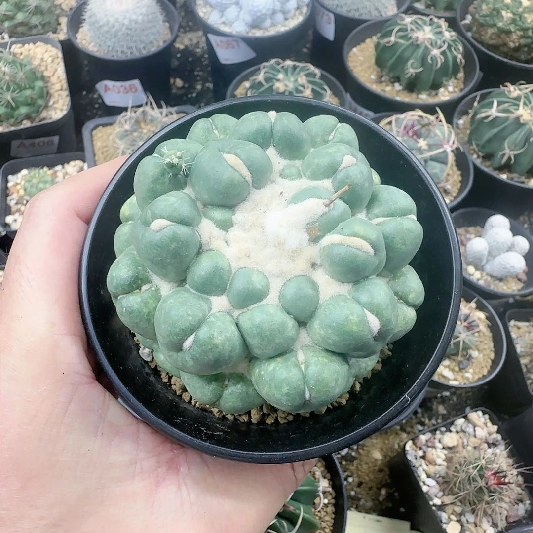 无刺象牙 自根仙人球453