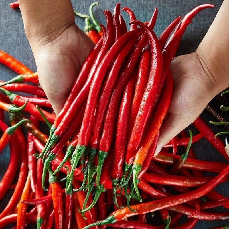 农家种植新鲜红辣椒二荆条红线椒青红混装香辣蔬菜